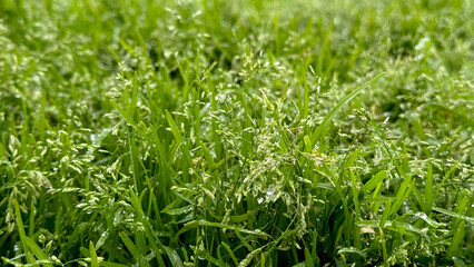 Lush meadow tapestry glistens under morning dew, serenading Beltane eve and celebrating eco-sustainability with verdant whispers