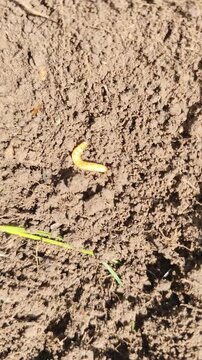 Wireworm Moving Across the Bare Earth on a Sunny Day