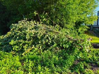 Close up residual waste of trees. A pile of cut oak branches. Close up of fallen branches after a storm. 
Kategori 1
