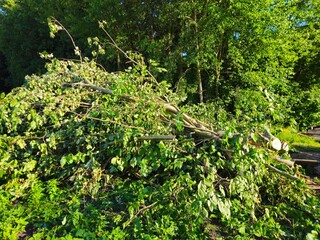 Close up residual waste of trees. A pile of cut oak branches. Close up of fallen branches after a storm. 
Kategori 1
