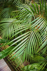 Closeup tropical palm leaf and shadows, exotic abstract natural green lush background, dark tone textures. Sunshine garden park plant summer foliage panoramic banner wallpaper. Inspire relaxing nature