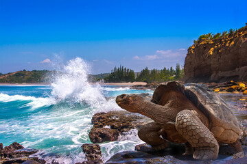 Galapagos Islands. Galapagos tortoise. Big turtle. Ecuador.