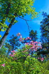 Azalea, Rhododendron, blooming pink flowers shrub native to the wild, Appalachian Trail, New Jersey
