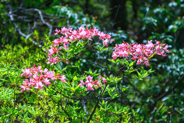 Naklejka premium Azalea, Rhododendron, blooming pink flowers shrub native to the wild, Appalachian Trail, New Jersey