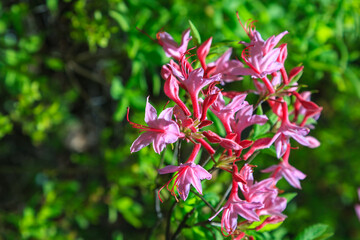 Azalea, Rhododendron, blooming pink flowers shrub native to the wild, Appalachian Trail, New Jersey