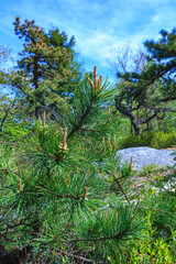 Pine branch with cones in the mountains, Appalachian Trail, New Jersey