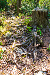 Large long roots near the old stump of a large old pine tree in the mountains, Appalachian Trail, New Jersey