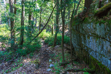 Path past moss and lichen covered rocks in the mountains, Appalachian Trail, New Jersey