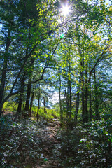 Dense thickets of different types of shrubs and trees in the mountains among the coniferous forest in Appalachian Trail, New Jersey