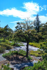 Curved green low coniferous trees growing on rocky cliffs in the mountains in spring, Appalachian Trail