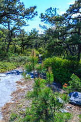 Curved green low coniferous trees growing on rocky cliffs in the mountains in spring, Appalachian Trail, New Jersey.