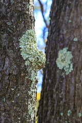 Lichens on the trunk of an old pine tree in the mountains, Appalachian Trail, New Jersey
