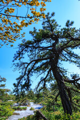 Fototapeta premium Curved green low coniferous trees growing on rocky cliffs in the mountains in spring, Appalachian Trail, New Jersey USA