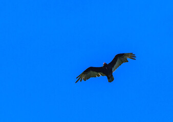 A large bird of prey flies against a blue sky, Appalachian Trail, New Jersey