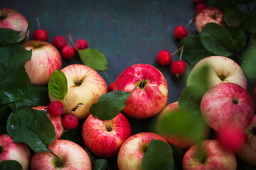 Fresh ripe colorful apples on green rustic background