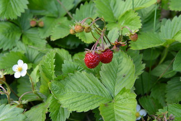 Walderdbeeren . Wild Strawberries . Fragaria vesca