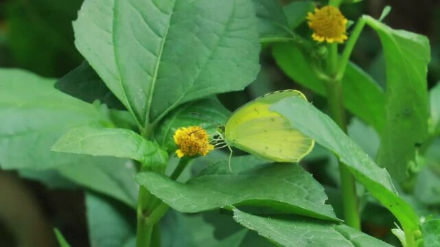 Paracress plant closeup showing edible medicinal leaves and flowers used in traditional medicine and organic farming visuals
