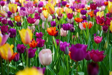field of colorful tulips