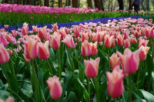 field of pink tulips