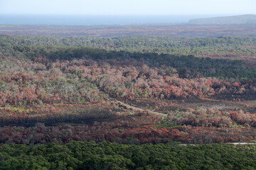 Obraz premium Burnt Eucalyptus Forest After Bushfire – Mount Chudalup, Western Australia – Fire Scar Landscape with Charcoal Trees