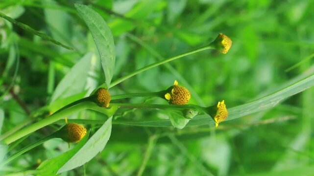 Paracress plant closeup showing edible medicinal leaves and flowers used in traditional medicine and organic farming visuals
