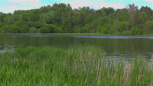 A river running through a forest