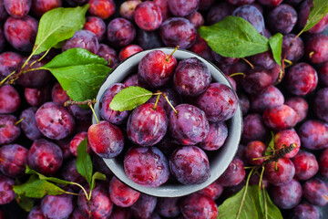 Fresh ripe autumn plums on dark background, top view