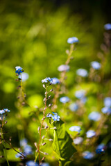Beautiful soft forget-me-nots in green grass on a sunny day