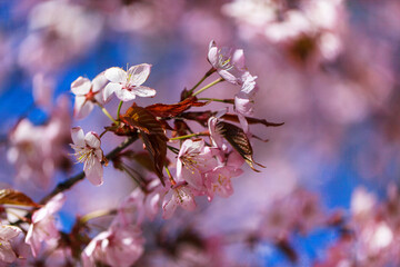 Blooming sakura tree with pink petals, springtime background, close-up