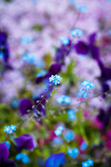 Beautiful soft forget-me-nots in green grass on a sunny day, soft focus