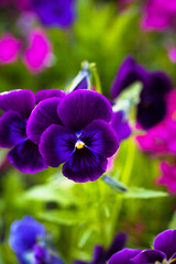 Beautiful colorful violet pansies or Viola flowers,  blooming in ornamental garden,  blurred background, selective focus, close-up.