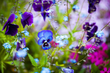 Beautiful soft forget-me-nots and violet pansies in green grass on a sunny day, soft focus
