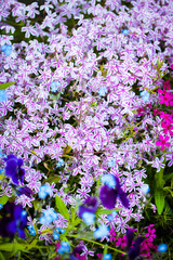Phlox subulata the creeping phlox, moss phlox, blooming in ornamental garden,  blurred background, selective focus, close-up.