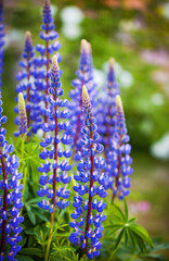 Purple lupine or Lupinus polyphyllus, blooming in ornamental garden,  blurred background, selective focus, close-up.