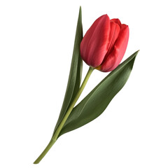 Naklejka premium Red Tulip Flower with Green Leaves Isolated on White Background