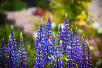 Purple lupine or Lupinus polyphyllus, blooming in ornamental garden,  blurred background, selective focus, close-up.