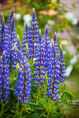 Purple lupine or Lupinus polyphyllus, blooming in ornamental garden,  blurred background, selective focus, close-up.