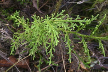 Palhinhaea cernua, synonym Lycopodiella cernua and Lycopodium cernuum, is a plant in the family Lycopodiaceae, commonly known as the staghorn clubmoss. The Hawaiian name for the plant is wāwaeʻiole, o