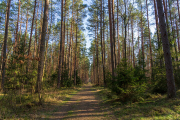 Puszcza Piska Forest. Masuria in Poland.