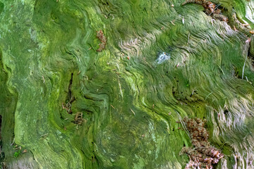 Close-up of the bark of a 300-year-old pine tree. Puszcza Piska Forest. Masuria in Poland.