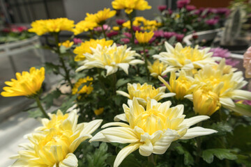 Chrysanthemum , Teluki , or chrysanthemum (sometimes referred to as chrysanthemum or chrysanthemum ) is a type of flowering plant that is often grown as an ornamental yard plant or picked flower