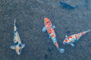 Koi fish swimming gracefully in the pond