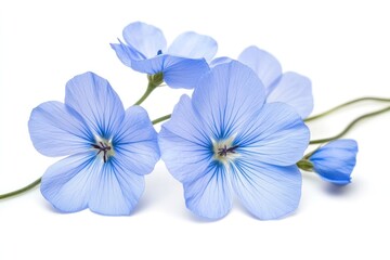 A cluster of vibrant blue flax flowers with subtle veins on each petal, contrasted against a pristine white backdrop.