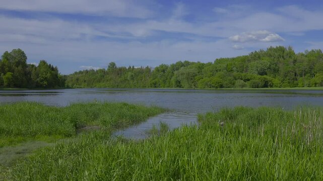 A river running through a forest
