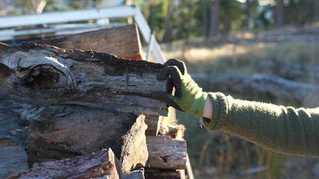 female famer Loading Firewood on a ute Preparing for Winter with Sustainable Home Heating. Hardworking Hands Gathering Wood stacking a wood pile