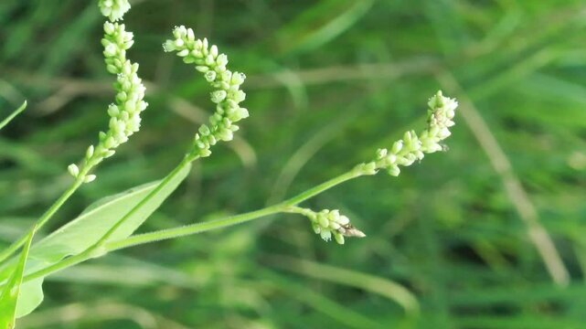 Persicaria orientalis plant with vibrant green leaves growing in natural outdoor environment useful for botanical research and garden visuals
