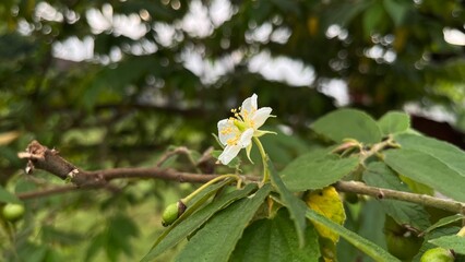 white flowers of a tree