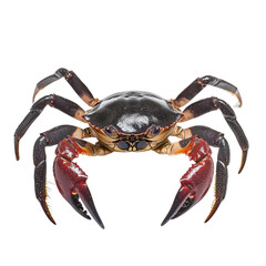 Realistic Black and Red Crab Isolated on White Background