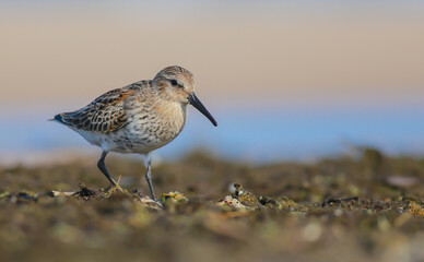 Dunlin - at a seashore on the autumn migration way