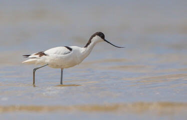 Pied avocet - feeding on the shore of lagoon in the cloud of mosquitoes